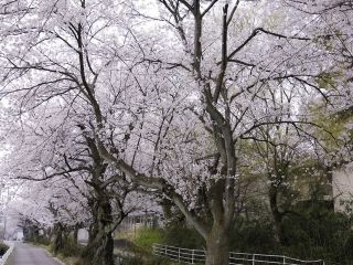 大堰宮の桜写真２