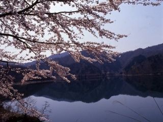九頭竜万本さくらの桜写真２