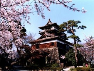 丸岡城（霞ヶ城公園）の桜写真２