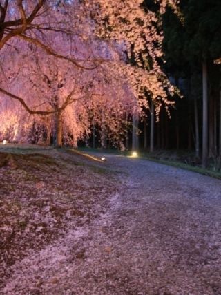 竹田の里のしだれ桜の写真４