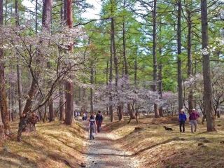 富士山吉田口登山道中ノ茶屋エリアの桜写真１