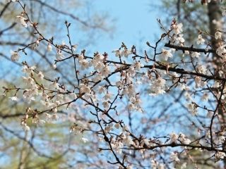 富士山吉田口登山道中ノ茶屋エリアの桜写真２