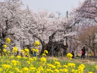 山高神代桜写真１