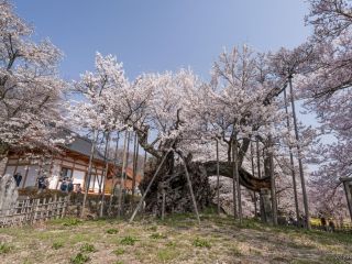 山高神代桜写真２