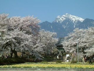山高神代桜の写真３