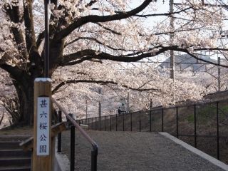 甚六桜公園の桜写真１