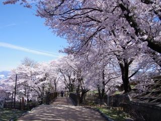 甚六桜公園の桜写真２