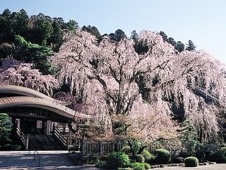 身延山久遠寺の桜写真２