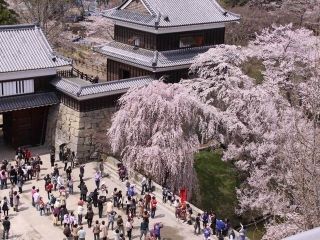 上田城跡公園の桜写真２