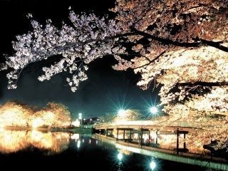 須坂市臥竜公園の桜写真２