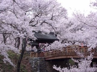 高遠城址公園の桜写真１