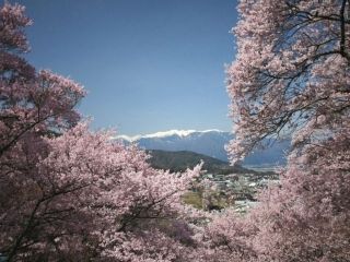 高遠城址公園の桜写真２