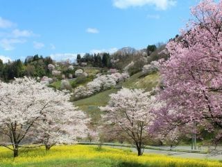 陸郷夢の郷（夢農場）の桜写真１
