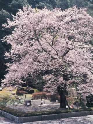 岐阜公園・長良川堤・鵜飼桜の写真３