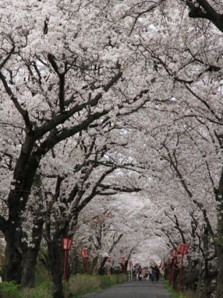 墨俣一夜城・犀川堤の桜写真２