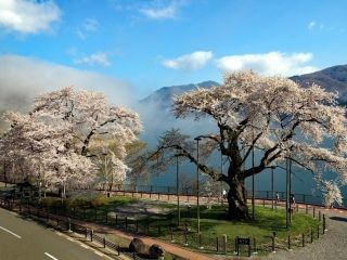 荘川桜写真１