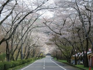寺尾ヶ原千本桜公園の桜写真２