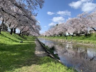 新境川堤の桜写真１