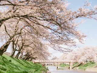 新境川堤の桜写真２