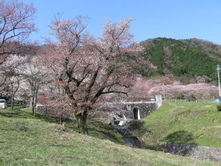 霞間ヶ渓公園の桜写真１