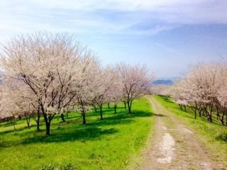 キリン木曽川水源の森の桜写真１