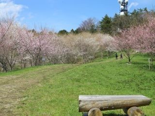 キリン木曽川水源の森の桜写真２
