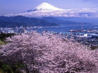 日本平の桜写真１