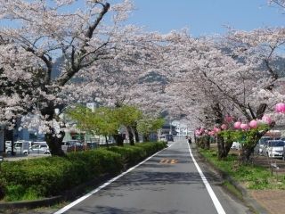 家山の桜トンネル写真２