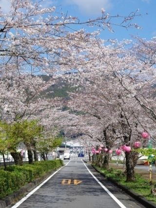 家山の桜トンネルの写真３