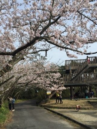 大浜公園の桜写真１
