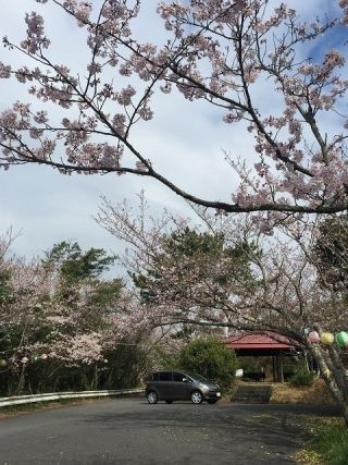 大浜公園の桜写真２