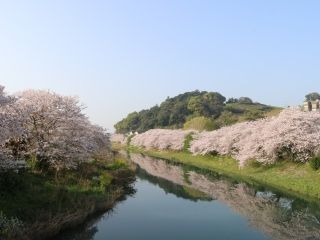 勝間田川沿いの桜写真１