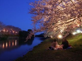勝間田川沿いの桜写真２
