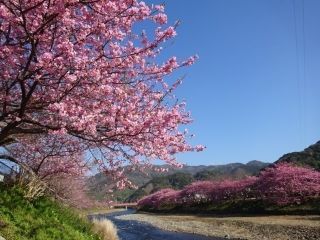 河津桜の写真３