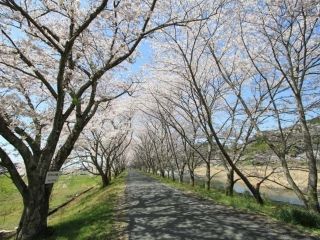 太田川桜堤の桜写真２