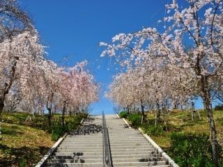 東山動植物園の桜写真１