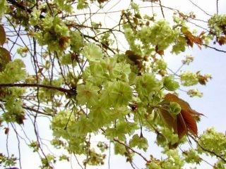 東山動植物園の桜写真２