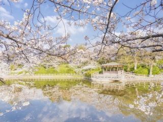 亀城公園（愛知県）の桜写真１