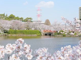 亀城公園（愛知県）の桜写真２