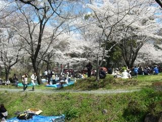 桜淵公園の桜写真１
