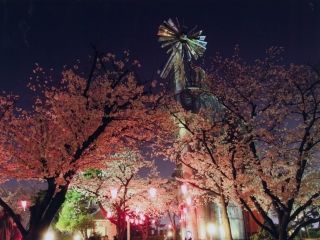桃山公園の桜写真１