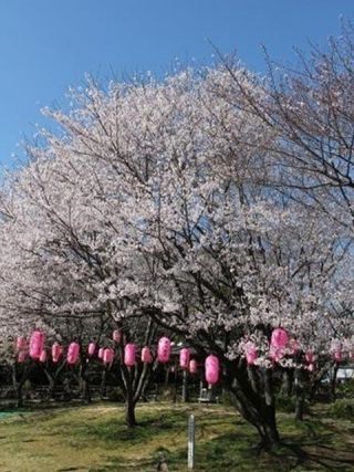 大山緑地の千本桜写真２