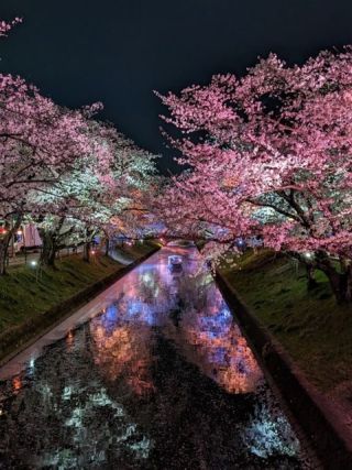 五条川の桜並木の写真３