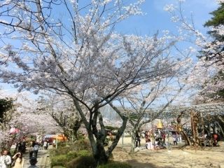津偕楽公園の桜写真１