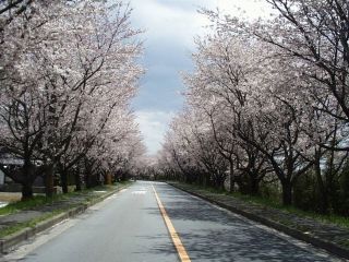 鍋田川堤桜並木の写真３