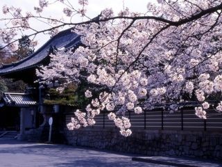 石山寺と瀬田川流域の桜写真２