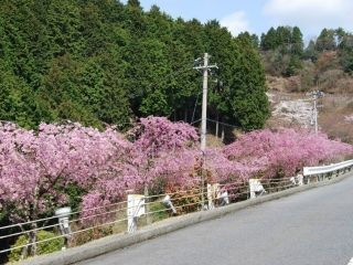 延暦寺・比叡山ドライブウェイ・奥比叡ドライブウェイの桜写真１