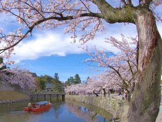 彦根城の桜写真１