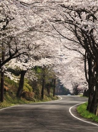 奥琵琶湖パークウェイの桜写真２