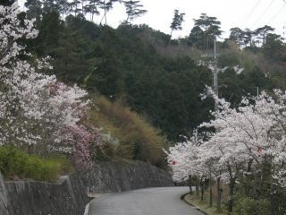雨山文化運動公園の桜写真２